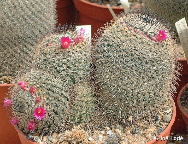 Mammillaria haagena ex elegans v. JLcoll.906